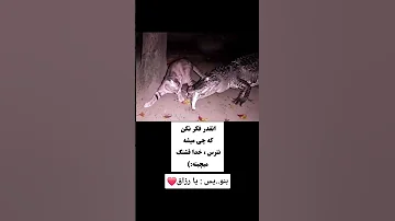 انقد فکر نکن چی میشه نترس خداقشنگ میچینه Duet شلتنا دحمان اكسبلور 