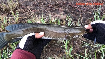 Câu cá lóc Tân Phú Đông Tập #18 @khiemtran181