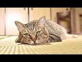 トラと先住猫について/新たに猫ドアが完成しました!【庭に住みついた野良猫を家猫へ】