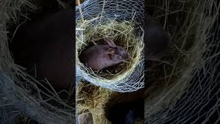 PARKOUR HARDCORE RABBIT CLIMBING FENCE FOR FOOD! SUBSCRIBE NOW!