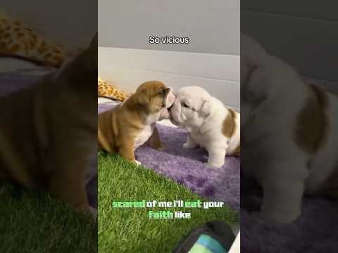 Bulldog puppy🤣#FunnyVideos #bulldogs #funnydogs