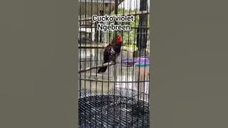 burung kedasih ungu ngebreen cocok buat masteran #kedasih #burungkedasih #masteranburung #masteran