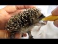 grumpy egeltje, de voeding wint. Baby hedgehog