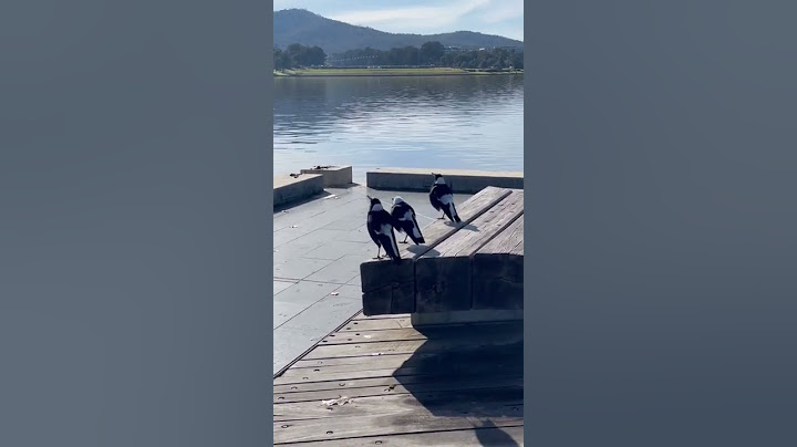 #Magpies … The Sound of #Australia 🇦🇺 ❤️