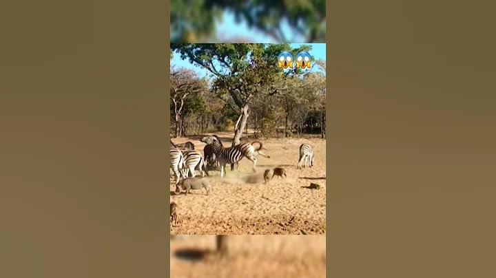 Zebra knocks out Warthog with a Single kick. #shorts #short #zebra