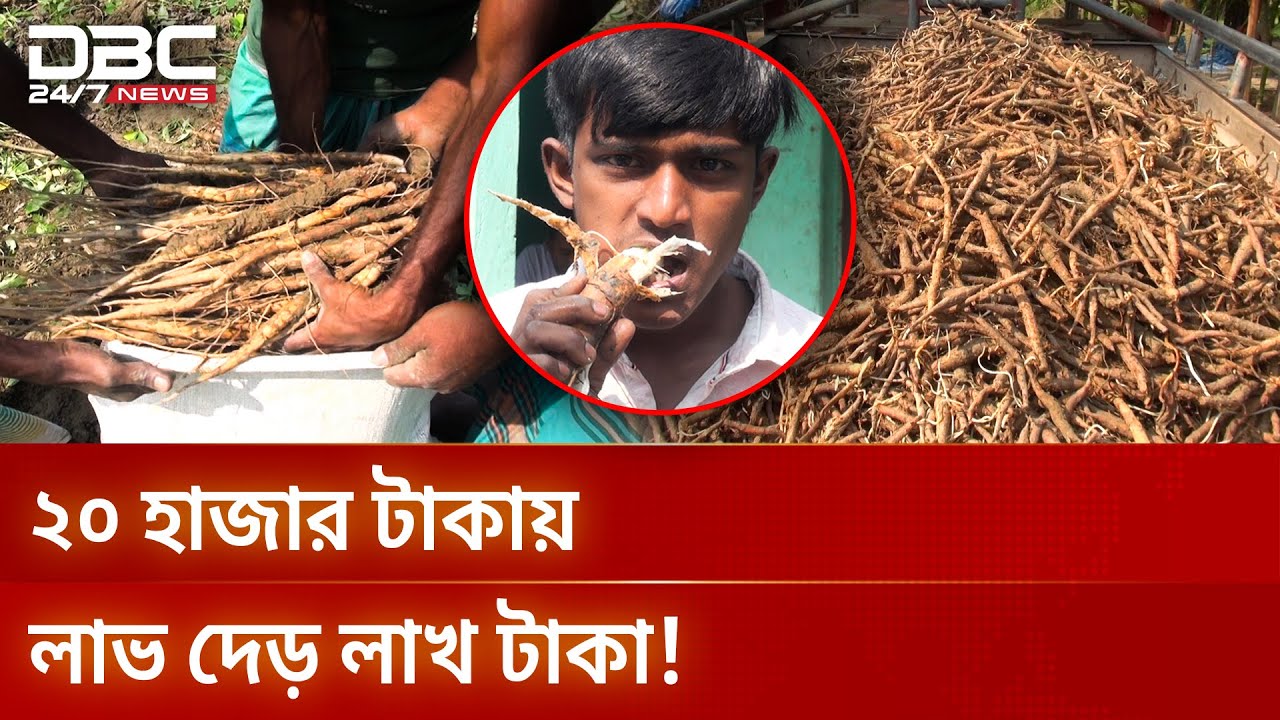 শিমুল মূলের বাণিজ্যিক চাষ | Cultivation of Shimul Root | DBC NEWS ...