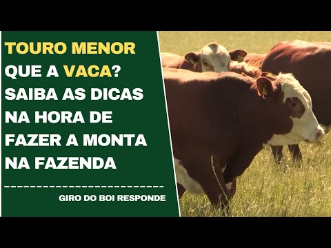 TOURO MENOR QUE A VACA? SAIBA AS DICAS NA HORA DE FAZER A MONTA NA FAZENDA