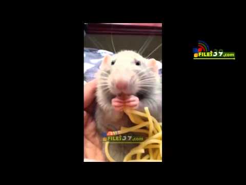 პატარა ვირთხა მოსარგებლე სპაგეტი