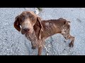 Stray Skinny Sick Dog Got The Life He Deserves