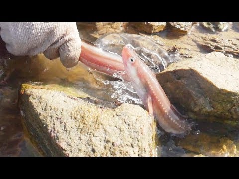 Video: Mainit Na Salad Na May Maanghang Sarsa At Pusit Na Tentacles