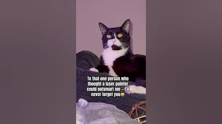 Video 9559661: cats animal meow funnycatvideos, kitten cats catlife, cats kittens meowing cute