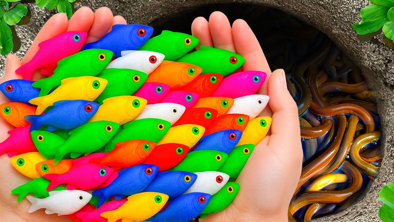 Поймайте незнакомую пресноводную аквариумную рыбку в гигантском красочном яйце, улиток, детенышей...