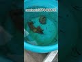 #importedguppies #available#subscribe #fries
