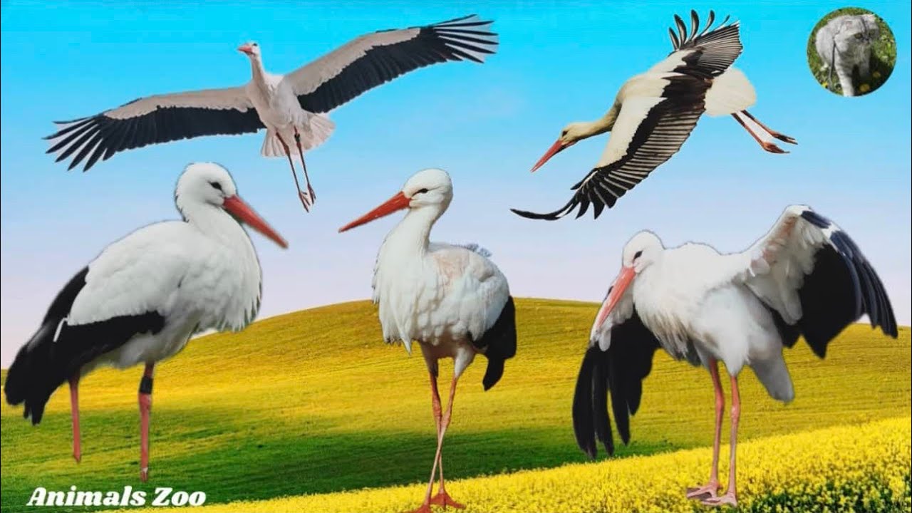 The White Stork Sounds.Stork Sound Effects. The Best Stork Sounds.