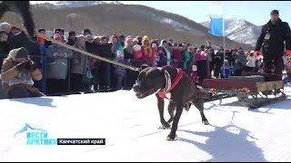 Вейтпуллинг, или силовой экстрим для собак на спортивном празднике Камчатки «Снежный путь»