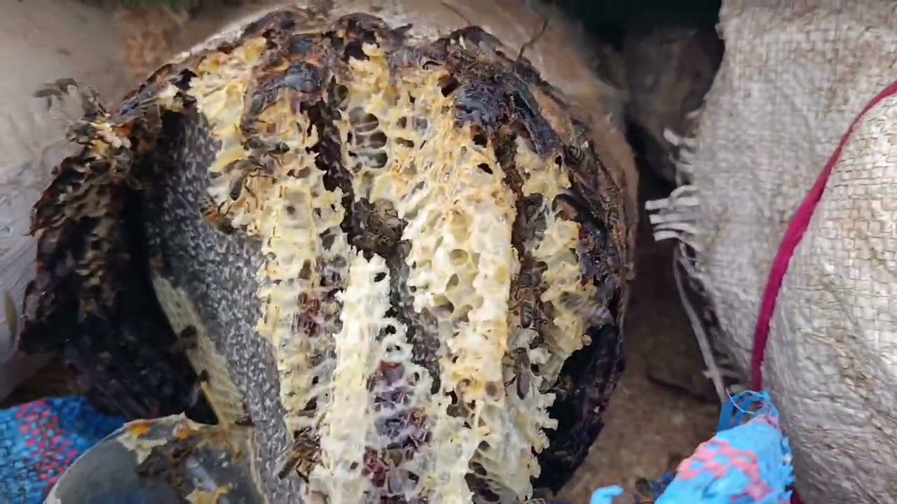 جني العسل من الخلايا التقليدية 🍯