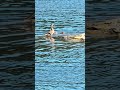 Mama & Baby Ducks Part 1 #birds #nature