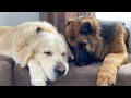 Golden Retriever and German Shepherd love to sleep together on the couch!