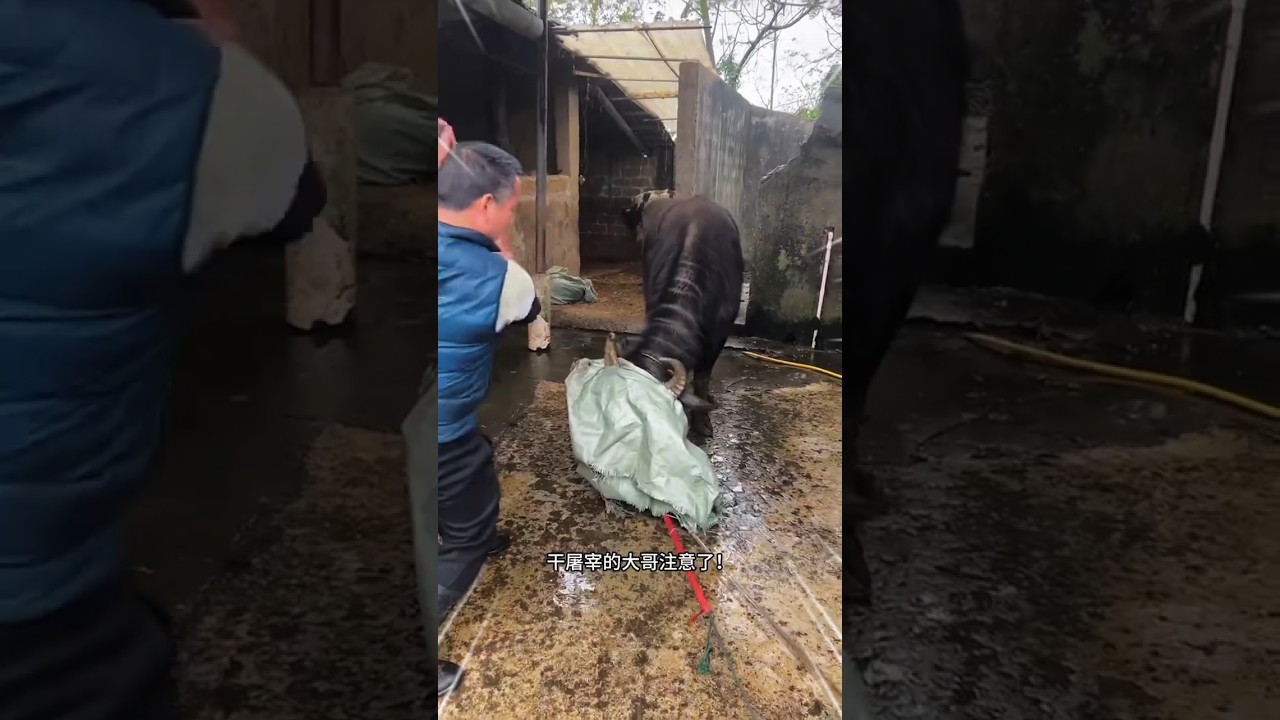 The big brothers who do slaughter now use our cattle slaughtering magic tool! Simple