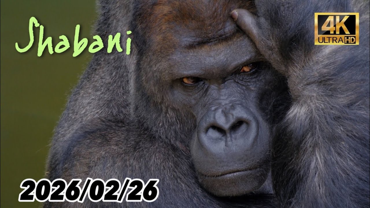 Shabani and his friends captured with a super telephoto lens in