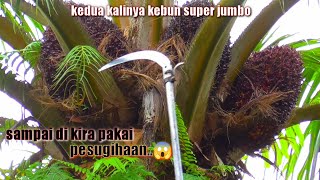 DI LUAR AKMAAL..!! SAMPAI DI KIRA PAKAI PESUGIHAN PENDAPATAN KEBUN INI || PANEN SAWIT SUPER JUMBO