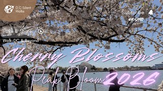 Celebrity Washington DC Cherry Blossoms 2026 FULL BLOOM 🌸 Huge Crowds & Sunny Spring Walk (4K) Wealth