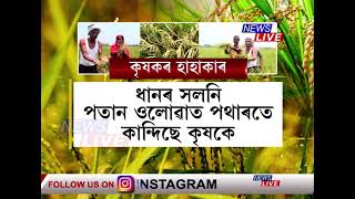 ধানৰ সলনি পতান ওলোৱাত পথাৰতে কান্দিছে কৃষকে, তেজপুৰৰ পথাৰত কৃষকৰ হাহাকাৰ