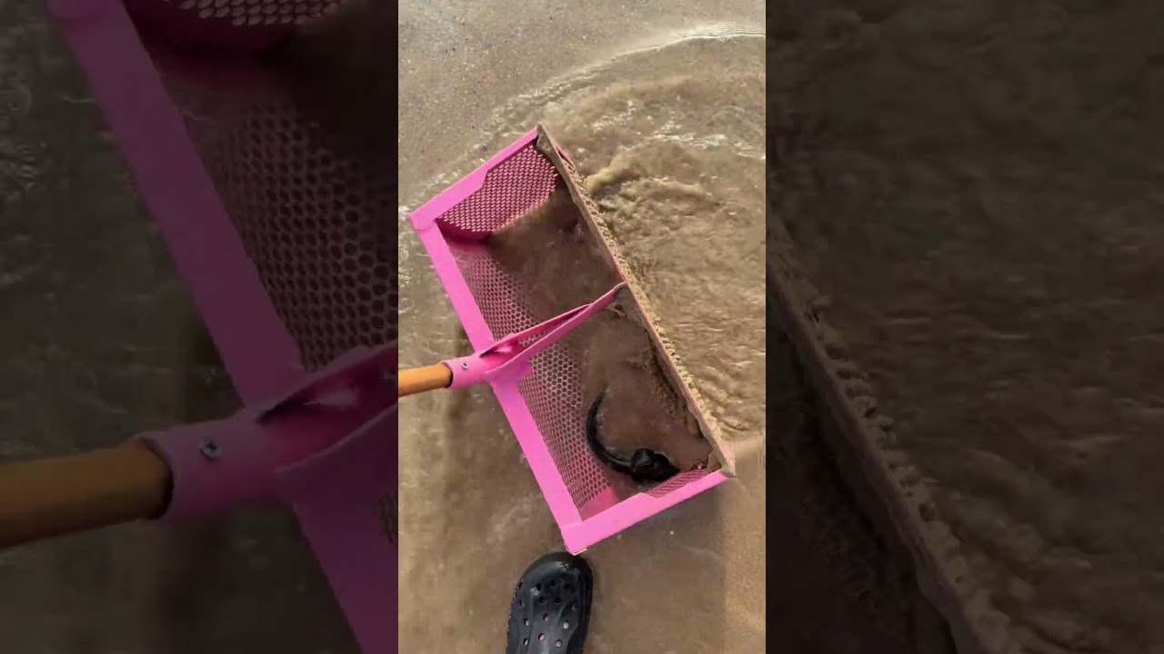 We Found Treasure in the Sand! Beach Cleanup