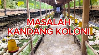 Kekurangan kandang koloni / kandang rak #ayambroiler #kandangkoloni