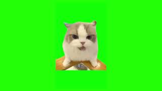 ALL CAT MEMES I USE | COMPILATION