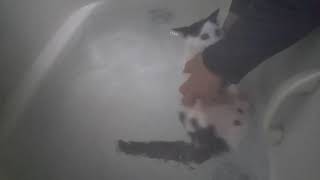 It's hard to put a kitten in the bath