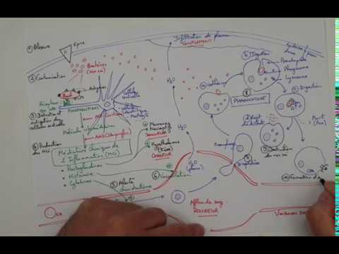 Vidéo: La diapédèse et la chimiotaxie sont-elles la même chose ?