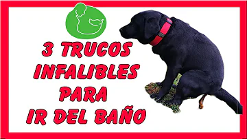 ¿Debes despertar a tu cachorro para que haga pis?