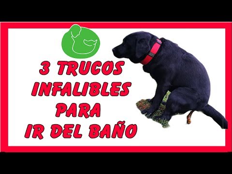 Video: ¿Qué es el entrenamiento de Schutzhund para perros?