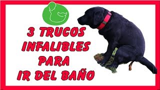 3 TIPS Cómo EDUCAR a un CACHORRO a HACER sus NECESIDADES