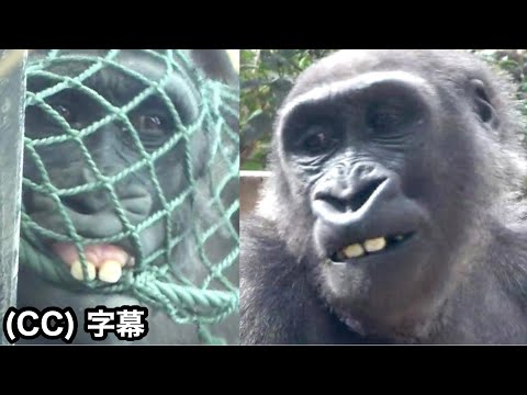Cute! The fell out kintaro's lower front teeth ! ｜Momotaro family