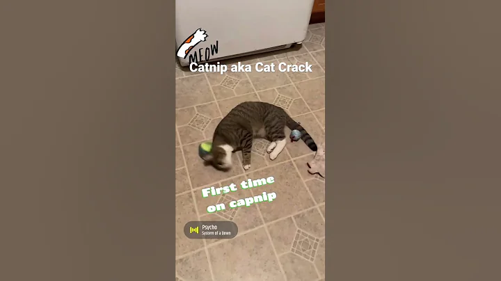 Cat Crack