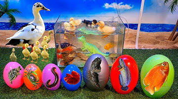 Tổng hợp video cá cảnh đẹp, động vật dễ thương, vịt, cá lau kiếng, cá thần tiên, khủng long