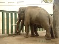 ズゼさんに水を運ぶマックさん