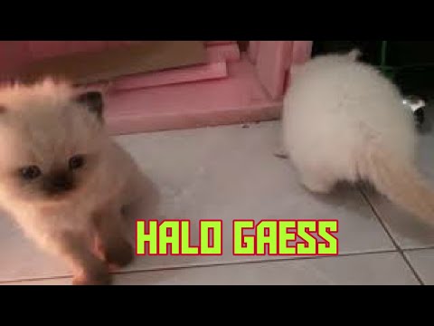 5 Cara Merawat Kucing Kampung Kucing 5 Cara Merawat Kucing Kampung Kucing