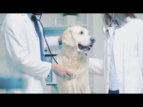 Video: Hemangiosarkom psa: osvědčené nové léčby, které prodlužují život
