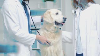 Extend Your Dog's Life with Medication?!