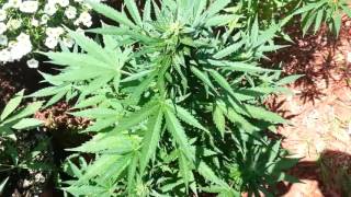 Auto Northern Lights outdoor (OO seeds)