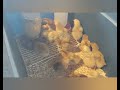 7 day old chicks - follow us to see how long it takes for the chicks to get all their feathers.