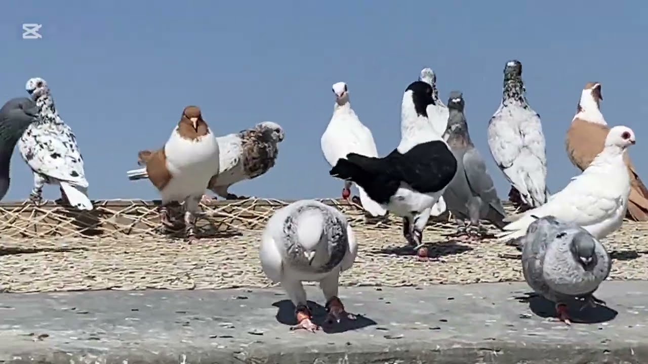 طلعنا كل الطقاطيق بعد غياب وجبنا حمام جديده طقاطيق الأوان نخب اول 