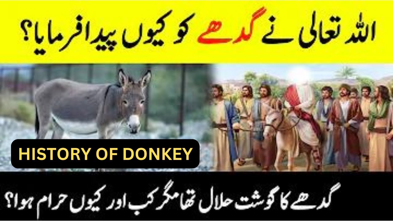 Why Allah Created Donkey? || Is Donkey Meat Halal? || MA ISLAMIC 20 || 
