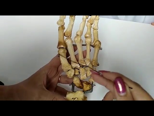 КОСТИ КИСТИ (ЗАПЯСТЬЕ: ПРОКСИМАЛЬНЫЙ И ДИСТАЛЬНЫЙ РЯДЫ, ПЯСТНЫЕ КОСТИ, ФАЛАНГИ ПАЛЬЦЕВ)