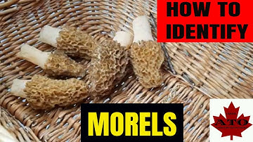 Wild Edibles: Morel Identification