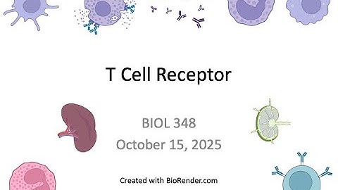Immunology Fall 2025: Lecture 18 T Cell Receptor