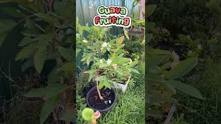 Guava started fruiting #pinkGuava #guava #fruits #gardening  #australia  #tropicalfruittree